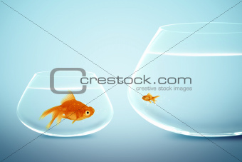 Big and small goldfish 