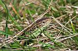 Lizard in the grass