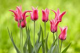 Pink tulips, with clipping path, on a green background