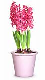 Pink hyacinths in flower pots, isolated on white background