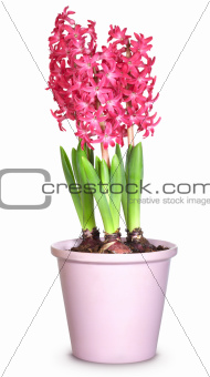 Pink hyacinths in flower pots, isolated on white background