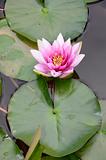 waterlily