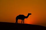 Lonely camel