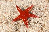 Sea star on a sandy seabed