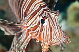 Closeup detail of red sea lionfish