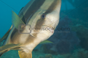 Longfin batfish on a coral reef