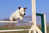 jack russel terrier in agility