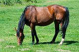 beauty horse on the green grass pasture