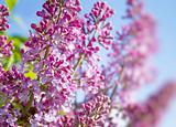 spring lilac flowers 