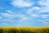 yellow field with blue sky