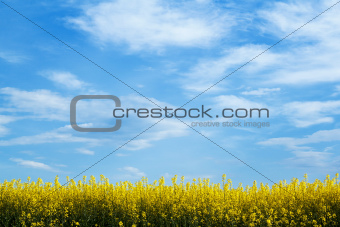 yellow field with blue sky