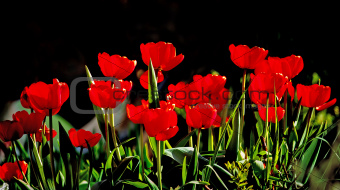 Beautiful red tulips against dark backgroung