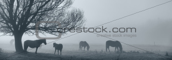 Horses in a field in the fog