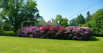 rhododendrons in a park