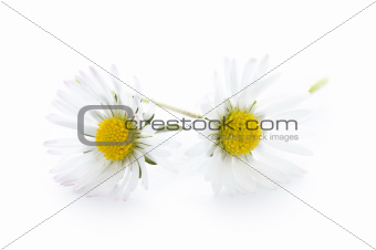 daisy flowers isolated