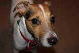 Dog Jack Russell