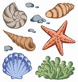 Sea shells drawings 1