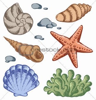 Sea shells drawings 1