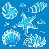 Sea shells drawings 2