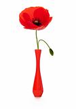 poppy in a red vase, spring or summer 