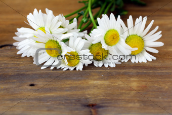 Fresh daisy chamomile flowers  on wooden background