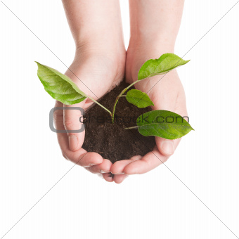 Plant in a hands