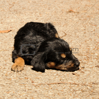 Sleeping puppy rottweiler
