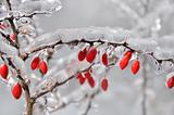 Barberry in ice