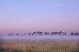 Dutch pasture at sunrise