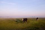 cows on Dutch pastoral