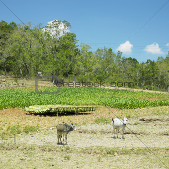 tobacco field, Pinar del Rio Province, Cuba