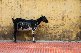 Young goat over grunge yellow wall