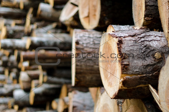 Wood pile 