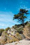 Landscape with a pine tree on a cliff