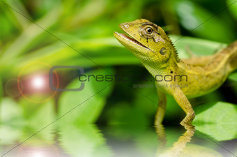 Lizard in green nature