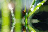 ladybug and sunlight bokeh in green nature