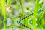 dragonfly and sunlight in garden