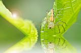 long legs spider in green nature