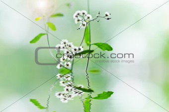 white flower weed in green nature