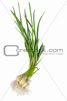 germinating garlic