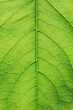 Green Leaf Closeup