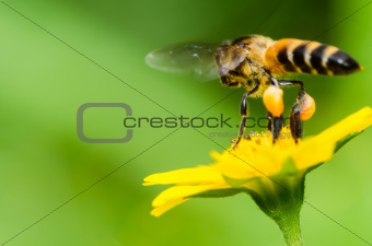 bee macro in green nature 