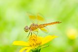 dragonfly in green nature