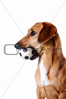 The red dachshund with a ball lies 