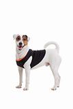 Jack Russel Terrier dog portrait