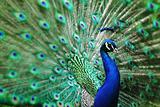 peacock with nice feathers