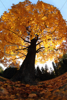 old tree in the autumn