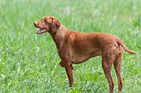 Happy Looking Vizsla Dog Standing in a Green Field