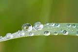 water drop on blade grass