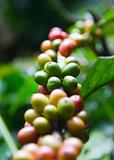 Beans of coffee tree